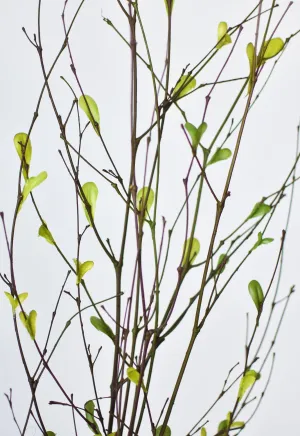 26" Branches with Faux Green Leaves