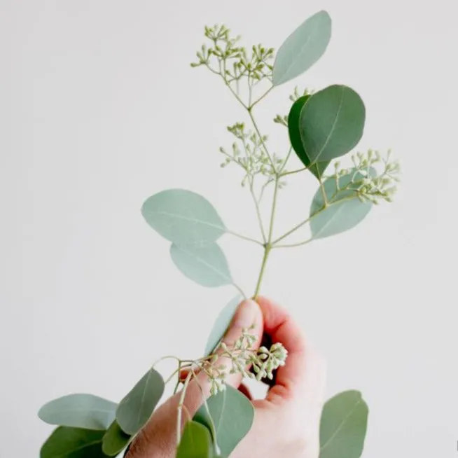 Seeded Eucalyptus Greenery